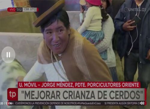 En Bolivia trabajan para mejorar la crianza de cerdos