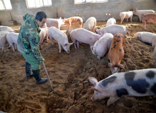 China lucha contra un fuerte brote de PPA