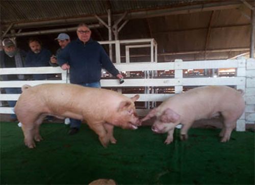 La expo en Río Cuarto premió a cabañeros que trabajan bien