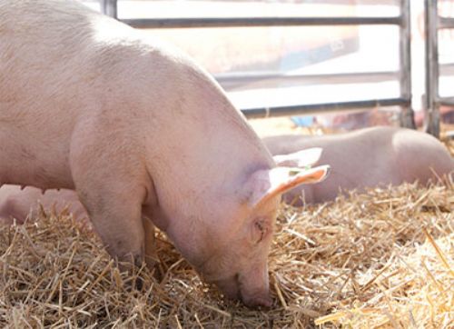 Pautas de prevención en la producción y el consumo de alimentos