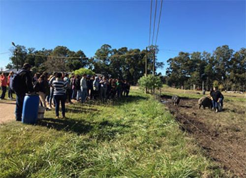 Docentes y productores uruguayos trabajan para conservar el cerdo Pampa Rocha