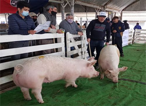 Se vendió a $490.000 el Campeón raza Pietrain de Cabaña