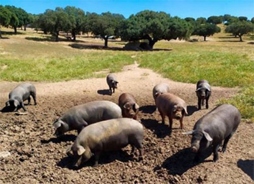 Las grandes empresas preocupan al mercado del "Ibérico"