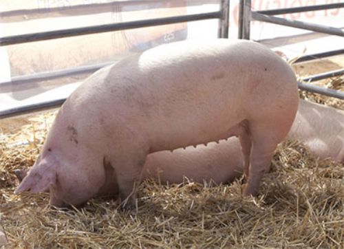 Acciones preventivas contra la triquinosis en Córdoba