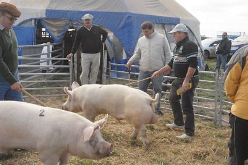 Genética de punta en el espacio porcino de AgroActiva