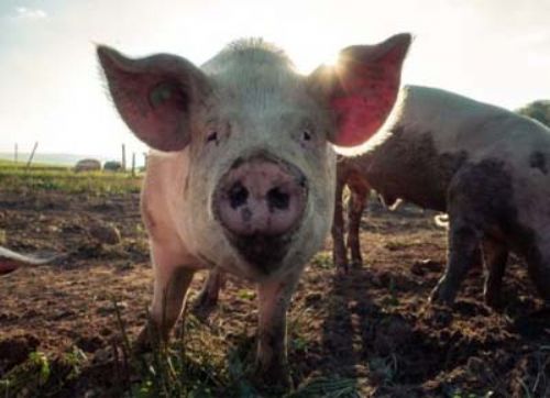 Detectan brote de un tipo de peste porcina en Brasil