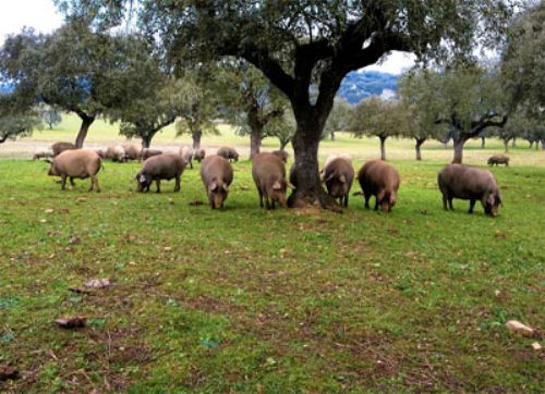 El abc del cerdo ibérico