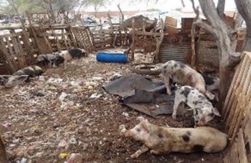 Senasa envió a faena 10 cerdos que no cumplían con los requisitos sanitarios