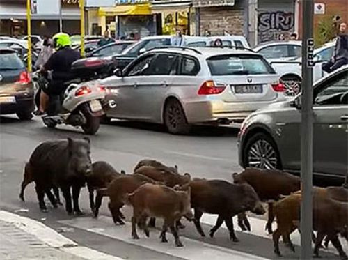 Marcha triunfal de 13 jabalíes en Roma