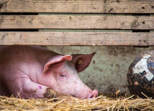 Cerdo aburrido, chancho mal entretenido