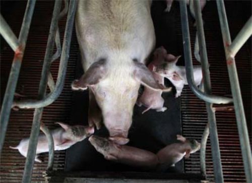 La fiebre porcina amenaza la dieta de los chinos