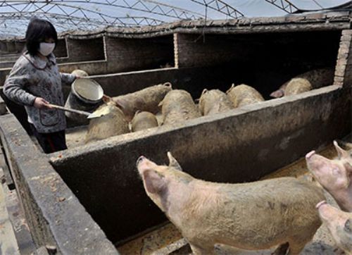 Luchan por detener el "Ébola porcino" por Asia