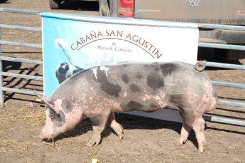 Premiaron los mejores reproductores porcinos en AgroActiva