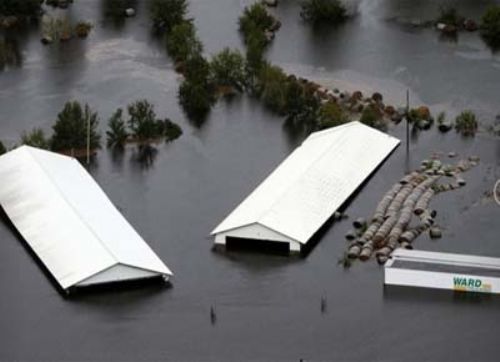 Cuantiosos daños del huracán Florencia en granjas porcinas en Estados Unidos