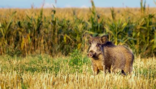 "Los jabalíes causan daño a la flora y fauna autóctona"