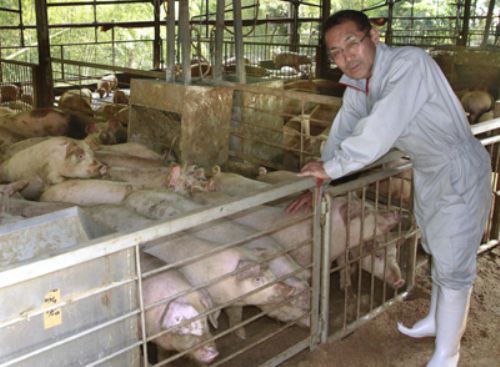 Faena de cerdos y producción de carne de cerdo en Japón