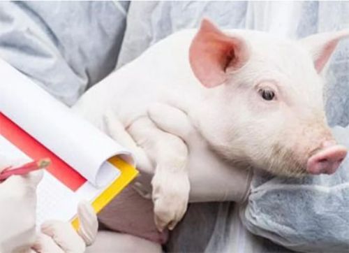 Normas FAO para uso responsable de antibioticos en porcino