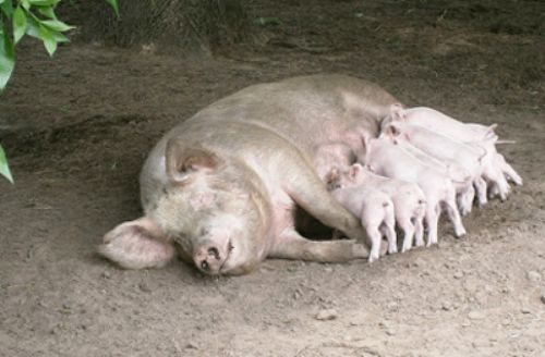 Acciones frente a casos de parvovirosis en cerdos