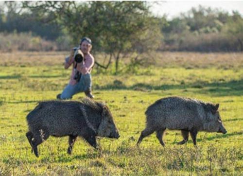 Detectaron un coronavirus entre pecaríes de collar en Corrientes