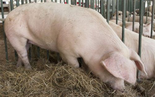 Buscan fortalecer la inocuidad de la cadena porcina en Pergamino