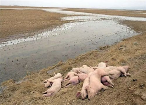 Aparecen cerdos muertos en el río Amarillo en China