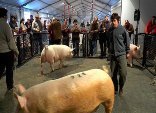 En la Exposición de Palermo, los porcinos tienen su lugar