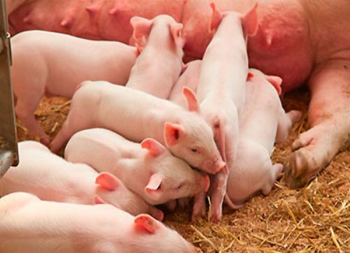 Trabajan en mejorar la resistencia porcina al PRRS