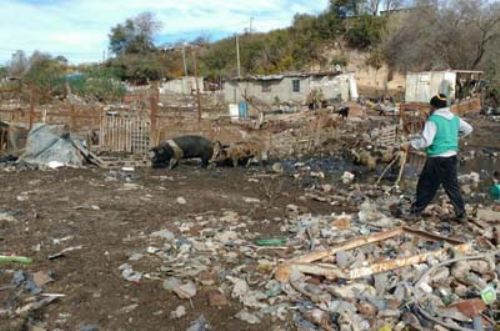 Río Cuarto: decomisaron 70 porcinos que fueron a faena sanitaria