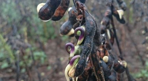 Curso de nutrición de aves y cerdos en la UNC