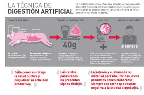 Triquinosis: recomendaciones para productores de porcinos