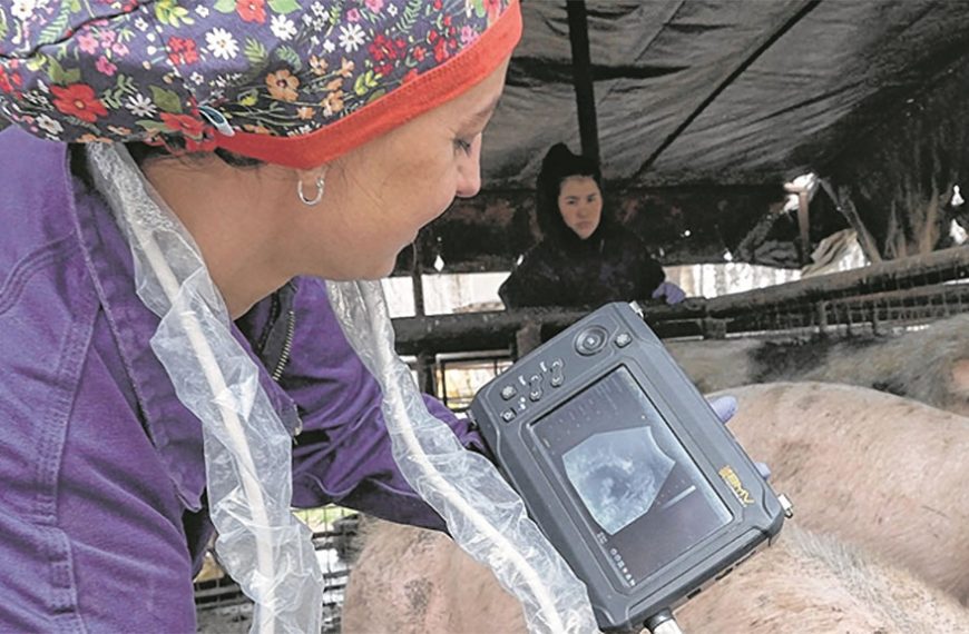 En Neuquén, la genética genera cerdos nativos