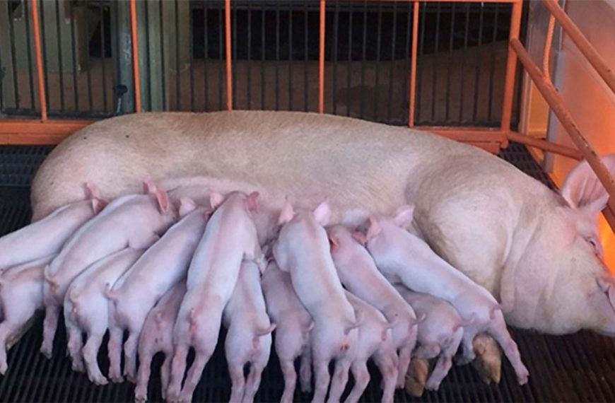 El estrés por calor en madres que gestan es menos leche después