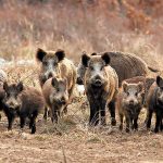 ¿Qué parásitos hospedan los jabalíes en la Bahía de Samborombón?