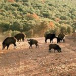 Preocupa la sobrepoblación del jabalíes en el noroeste cordobés