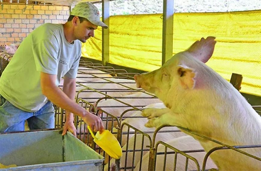 Investigaciones colocan al trigo como gran aporte en las dietas porcinas